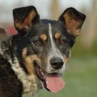 MUZA, Mixed Breed (Fundacja Głosem Zwierząt)