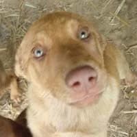 FENDI, Mixed Breed (Fundacja Głosem Zwierząt)