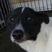 NESTOR, Mixed Breed (Fundacja Głosem Zwierząt)