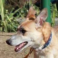 ALMA, Mixed Breed (Fundacja Głosem Zwierząt)