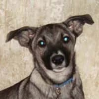 PAKO, Mixed Breed (Fundacja Głosem Zwierząt)
