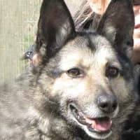CZARKA, Mixed Breed (Fundacja Głosem Zwierząt)