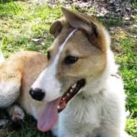SZISZA, Mixed Breed (Fundacja Głosem Zwierząt)