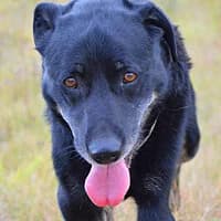 HOMER, Mixed Breed (Fundacja Głosem Zwierząt)