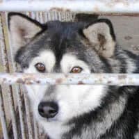 KARAT, Mixed Breed (Fundacja Głosem Zwierząt)