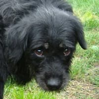 BUNGO, Mixed Breed (Fundacja Głosem Zwierząt)