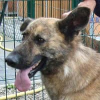 JUTRA, Mixed Breed (Fundacja Głosem Zwierząt)