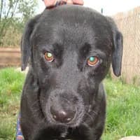 MUKI, Mixed Breed (Fundacja Głosem Zwierząt)