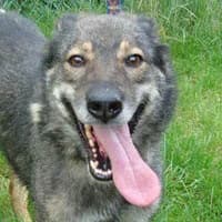 TEKILA, Mixed Breed (Fundacja Głosem Zwierząt)
