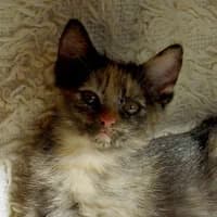 IZURA, female Mixed Breed for adoption at Fundacja Głosem Zwierząt, Polska