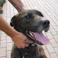 STAFF, Mixed Breed (Fundacja Głosem Zwierząt)