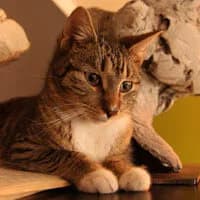 MARYJANE, female Mixed Breed for adoption at Fundacja Głosem Zwierząt, Polska