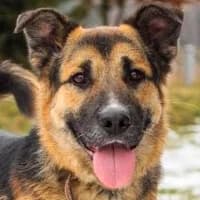 MIKKI, Mixed Breed (Fundacja Głosem Zwierząt)