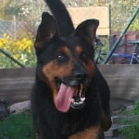 CEZAR, Mixed Breed (Fundacja Głosem Zwierząt)