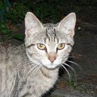 FIZBO, female Mixed Breed for adoption at Fundacja Głosem Zwierząt, Polska