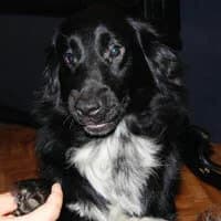 OSKAR, Mixed Breed (Fundacja Głosem Zwierząt)