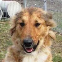 POLLA, Mixed Breed (Fundacja Głosem Zwierząt)