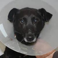 GUUCIO, Mixed Breed (Fundacja Głosem Zwierząt)