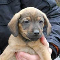 DEKS, Mixed Breed (Fundacja Głosem Zwierząt)