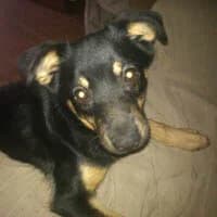CLIFFORD, Mixed Breed (Fundacja Głosem Zwierząt)