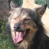 SCOTTY, Mixed Breed (Fundacja Głosem Zwierząt)