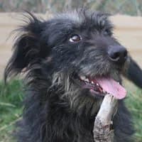 LUPO, Mixed Breed (Fundacja Głosem Zwierząt)