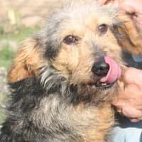 MISZA, Mixed Breed (Fundacja Głosem Zwierząt)