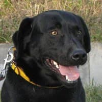 MAZI, Mixed Breed (Fundacja Głosem Zwierząt)