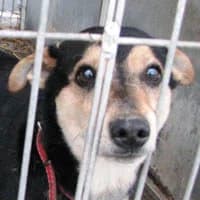 FUGO, Mixed Breed (Fundacja Głosem Zwierząt)