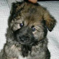 MEZSI, Mixed Breed (Fundacja Głosem Zwierząt)