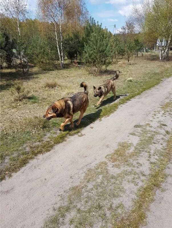 HEKTOR, Mixed Breed (Fundacja Głosem Zwierząt)