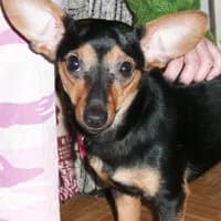 NUCA, Mixed Breed (Fundacja Głosem Zwierząt)