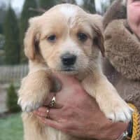 KUKU, Mixed Breed (Fundacja Głosem Zwierząt)