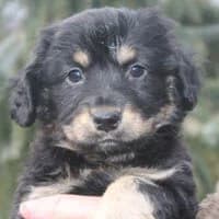 KOLLA, Mixed Breed (Fundacja Głosem Zwierząt)