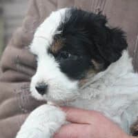 KIRI, Mixed Breed (Fundacja Głosem Zwierząt)