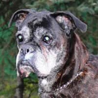 FIGHA, Mixed Breed (Fundacja Głosem Zwierząt)
