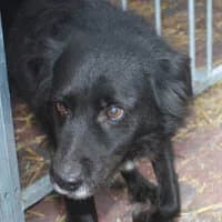RALF, Mixed Breed (Fundacja Głosem Zwierząt)