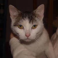 TULCIA, female Mixed Breed for adoption at Fundacja Głosem Zwierząt, Polska