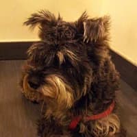 RUMBA, Mixed Breed (Fundacja Głosem Zwierząt)
