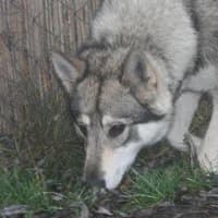 EMA, Mixed Breed (Fundacja Głosem Zwierząt)