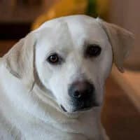 NELLA, Mixed Breed (Fundacja Głosem Zwierząt)