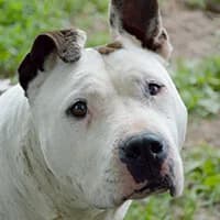 MILKA, Mixed Breed (Fundacja Głosem Zwierząt)