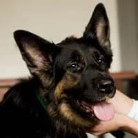 KULLKA, Mixed Breed (Fundacja Głosem Zwierząt)