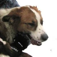 MALIBU, Mixed Breed (Fundacja Głosem Zwierząt)