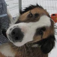 MOLI, Mixed Breed (Fundacja Głosem Zwierząt)