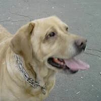 DUKA, Mixed Breed (Fundacja Głosem Zwierząt)
