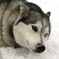 BELA, Mixed Breed (Fundacja Głosem Zwierząt)