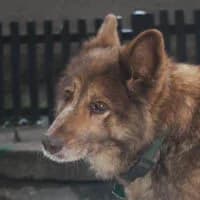 DIANA, Mixed Breed (Fundacja Głosem Zwierząt)