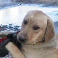 BARCELONA, Mixed Breed (Fundacja Głosem Zwierząt)