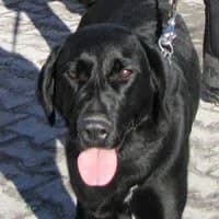 LIZBONA, Mixed Breed (Fundacja Głosem Zwierząt)